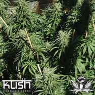 Kush Cannabis Seeds Sour Kush